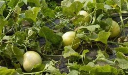 今日吃瓜 今日吃瓜地址,探寻热门话题背后的真相与趣味